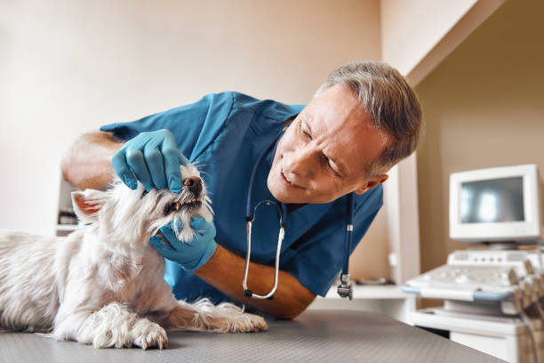 Best 24-Hour Emergency Dental Care in Sealy, TX